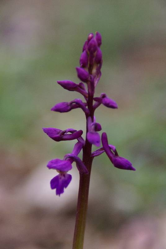 Unser Orchideenpark Bild Nr.012